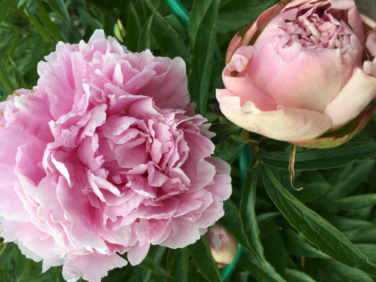 Пион Уфимские зори