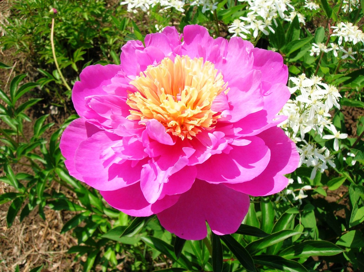 Пион Окинава