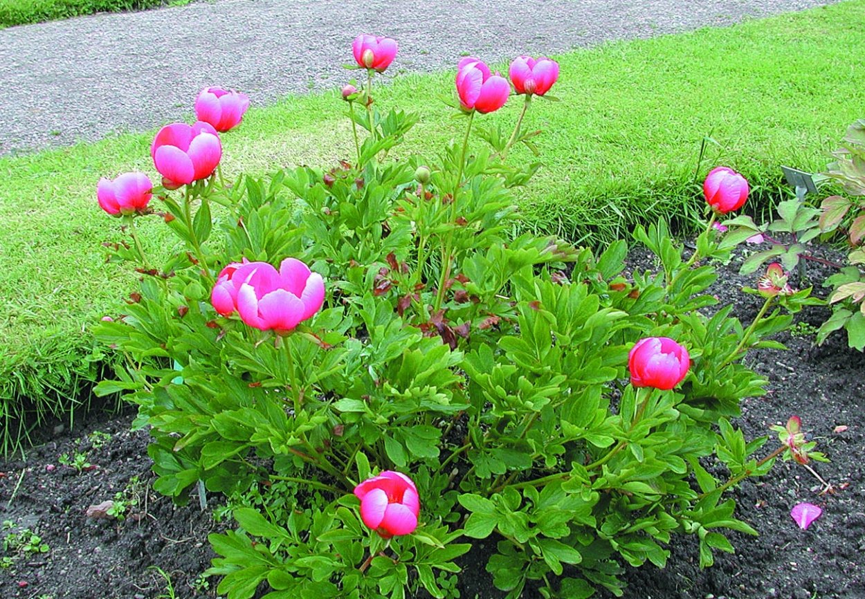 Пион Агидель