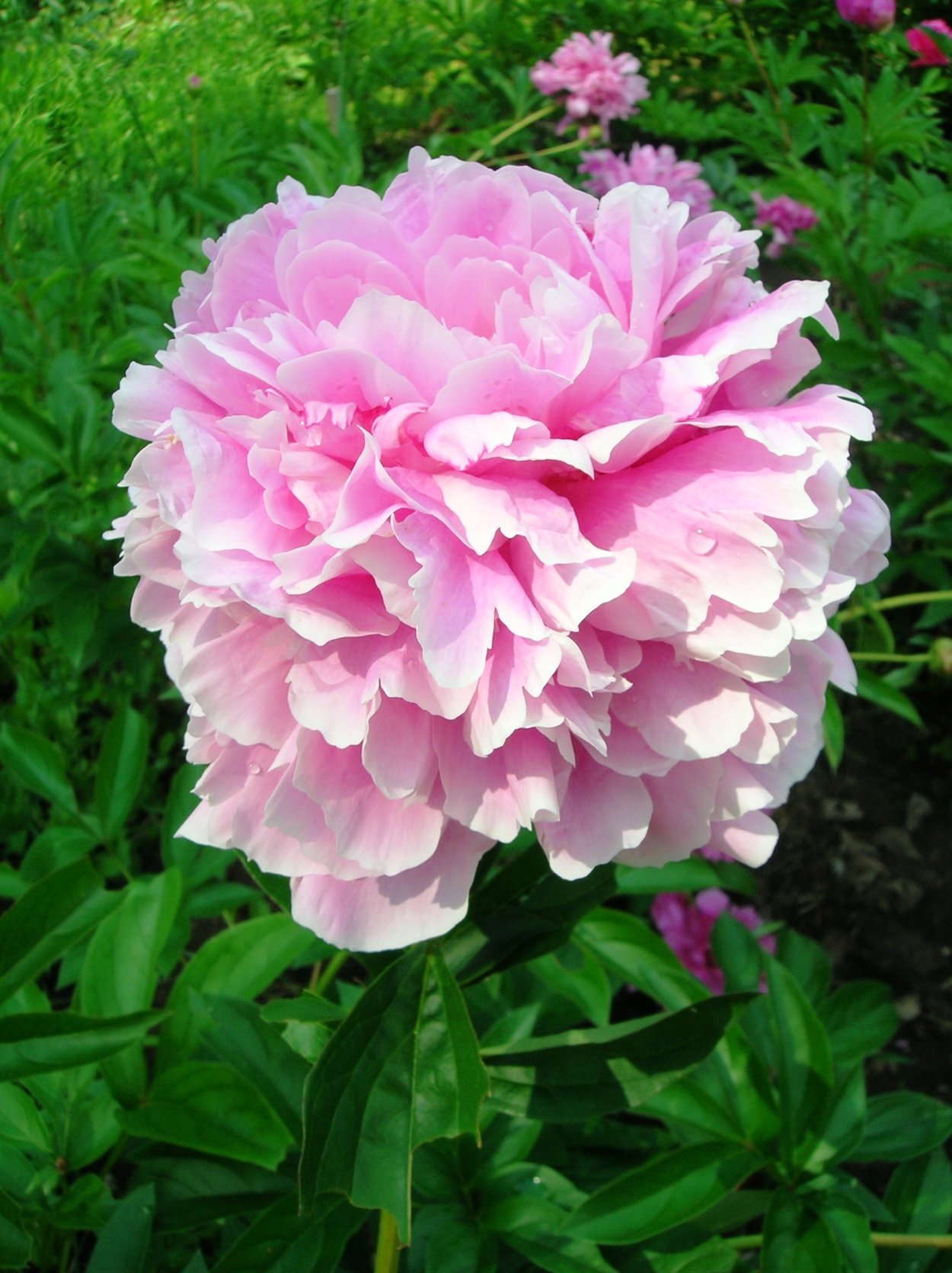 Пион сорт Уфимские зори