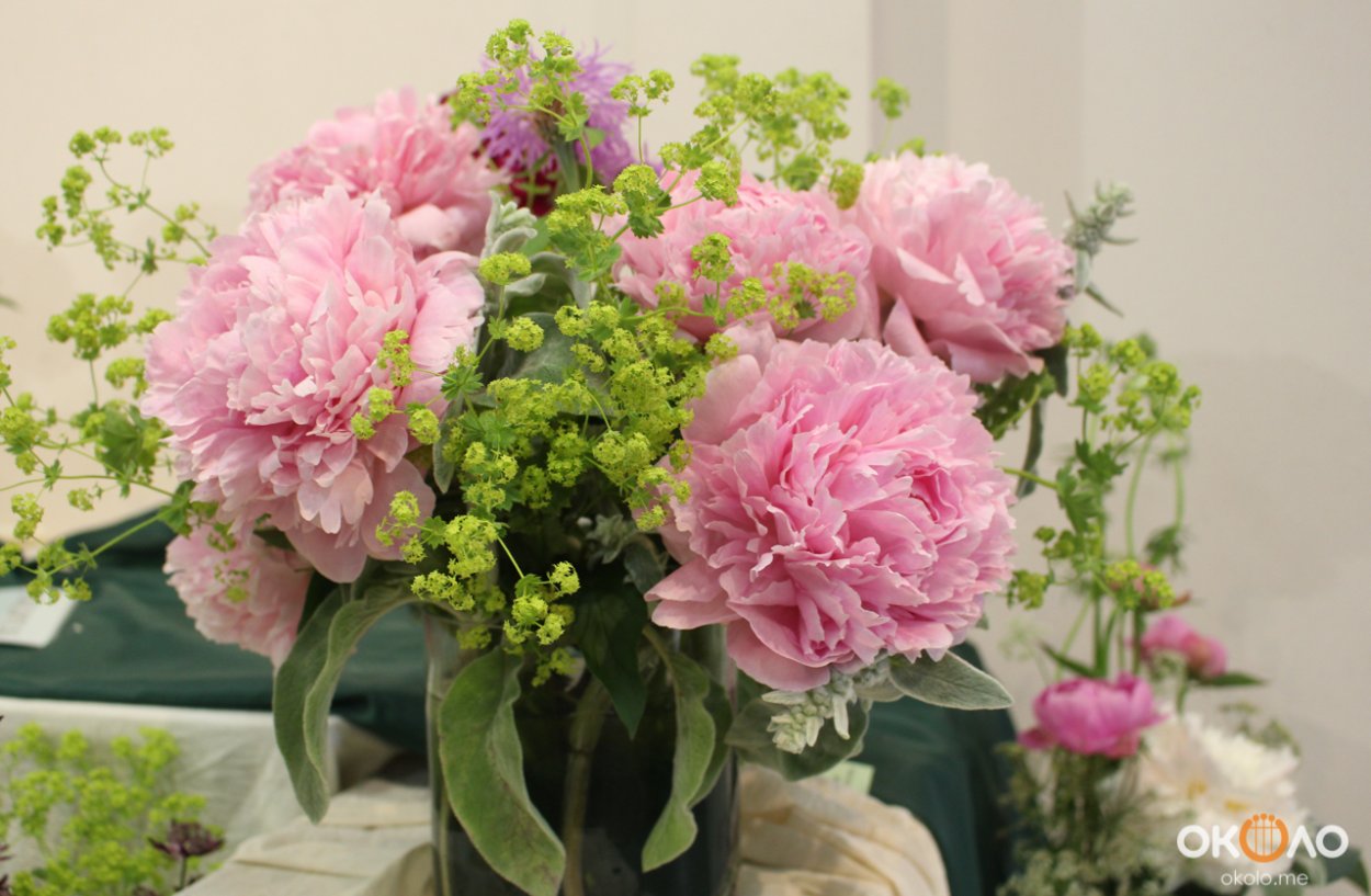 Пион Катюша Дуброва