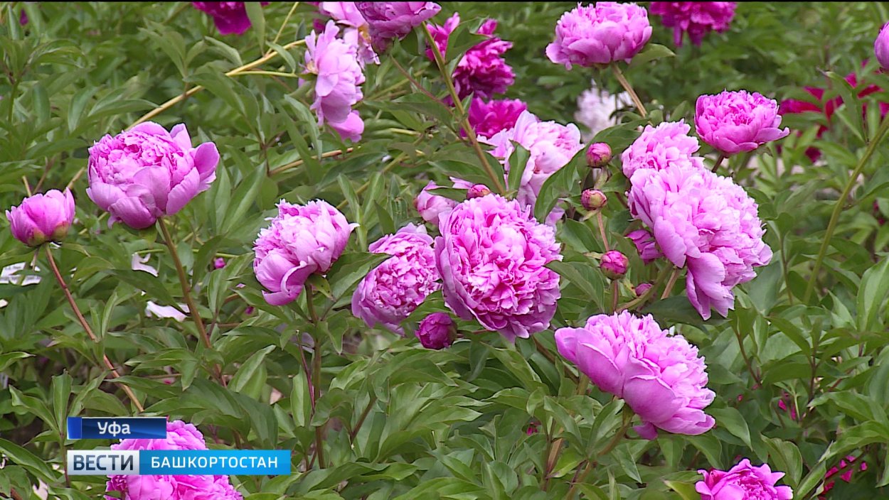 Пион Уфимские зори