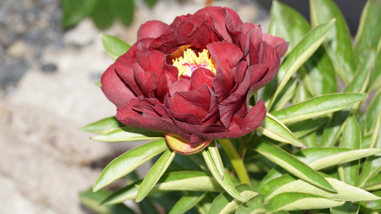 Пион Миднайт Сан