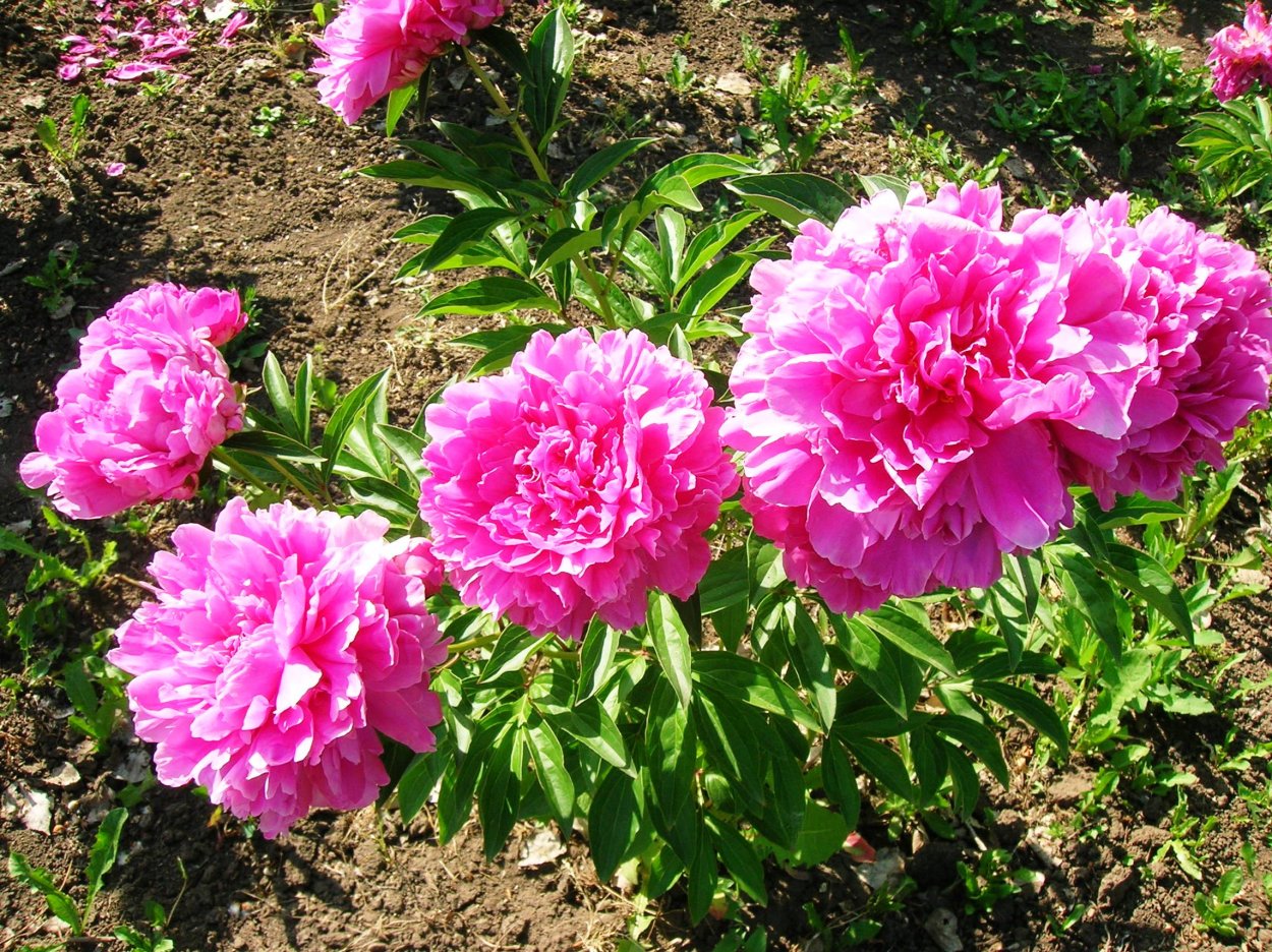 Пион древовидный Катюша