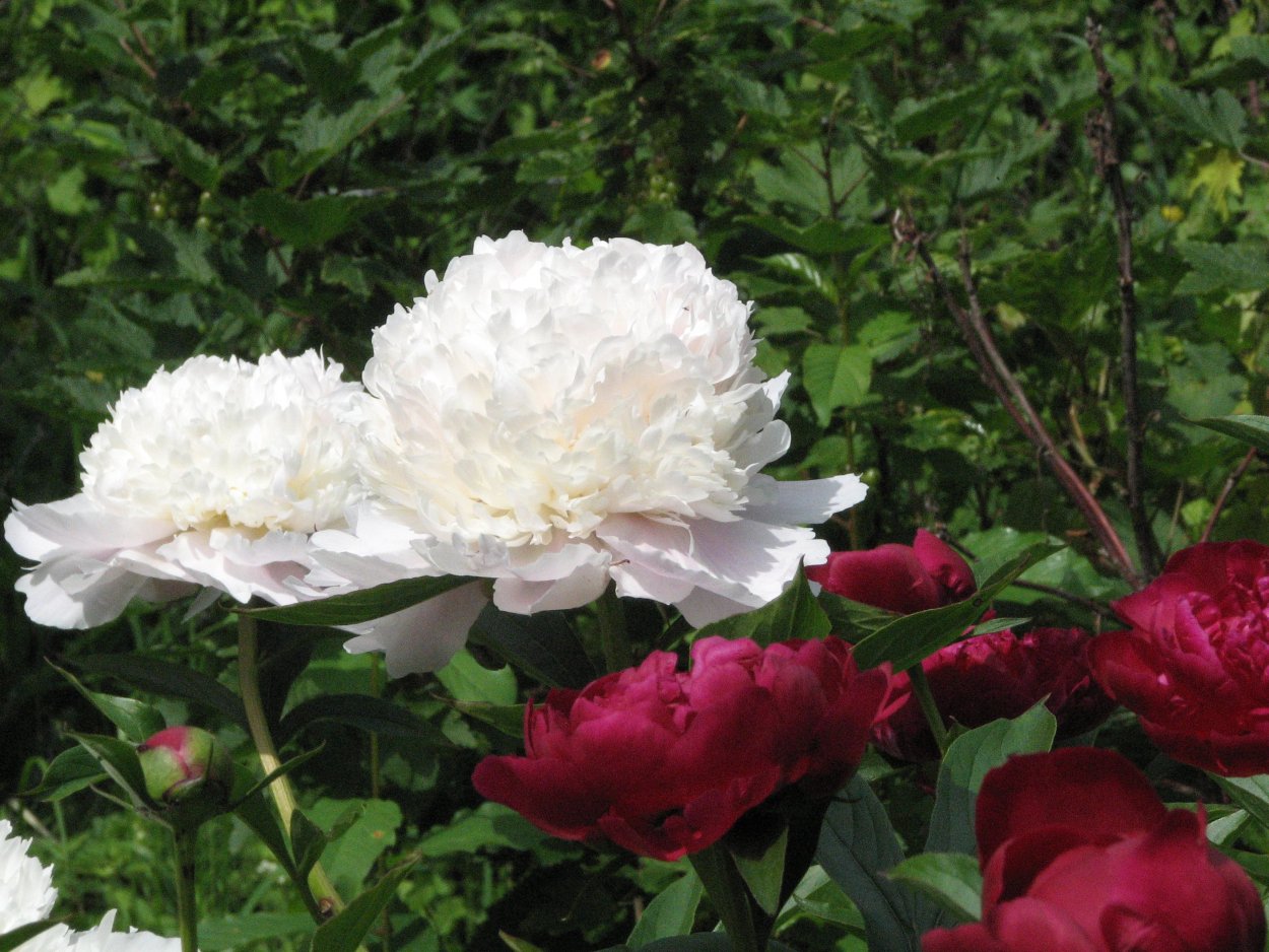 Пионы кремовый сорт СССР память о Ленине