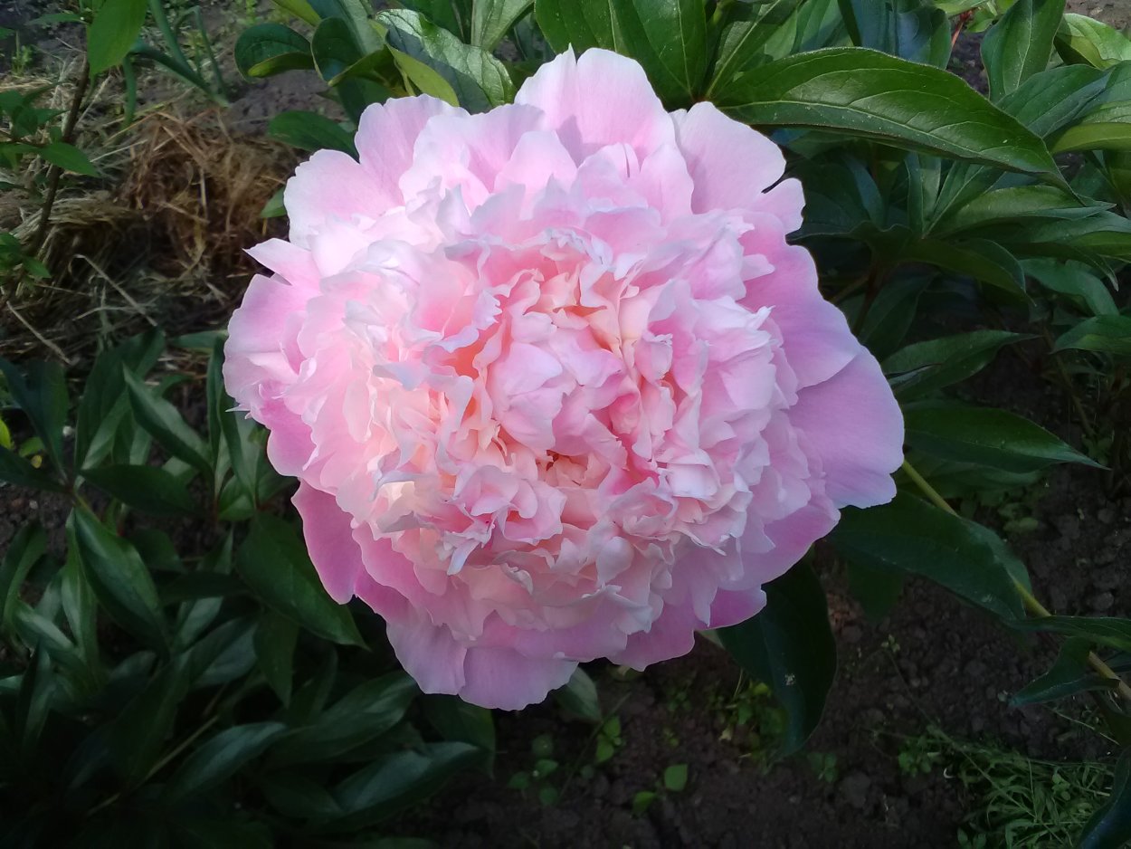 Пион сорт Уфимские зори