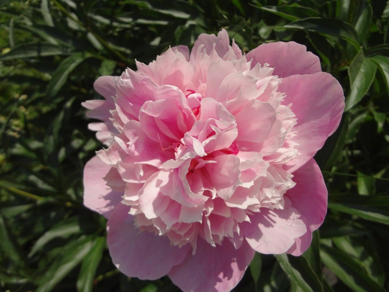 Пион Каролина констебль