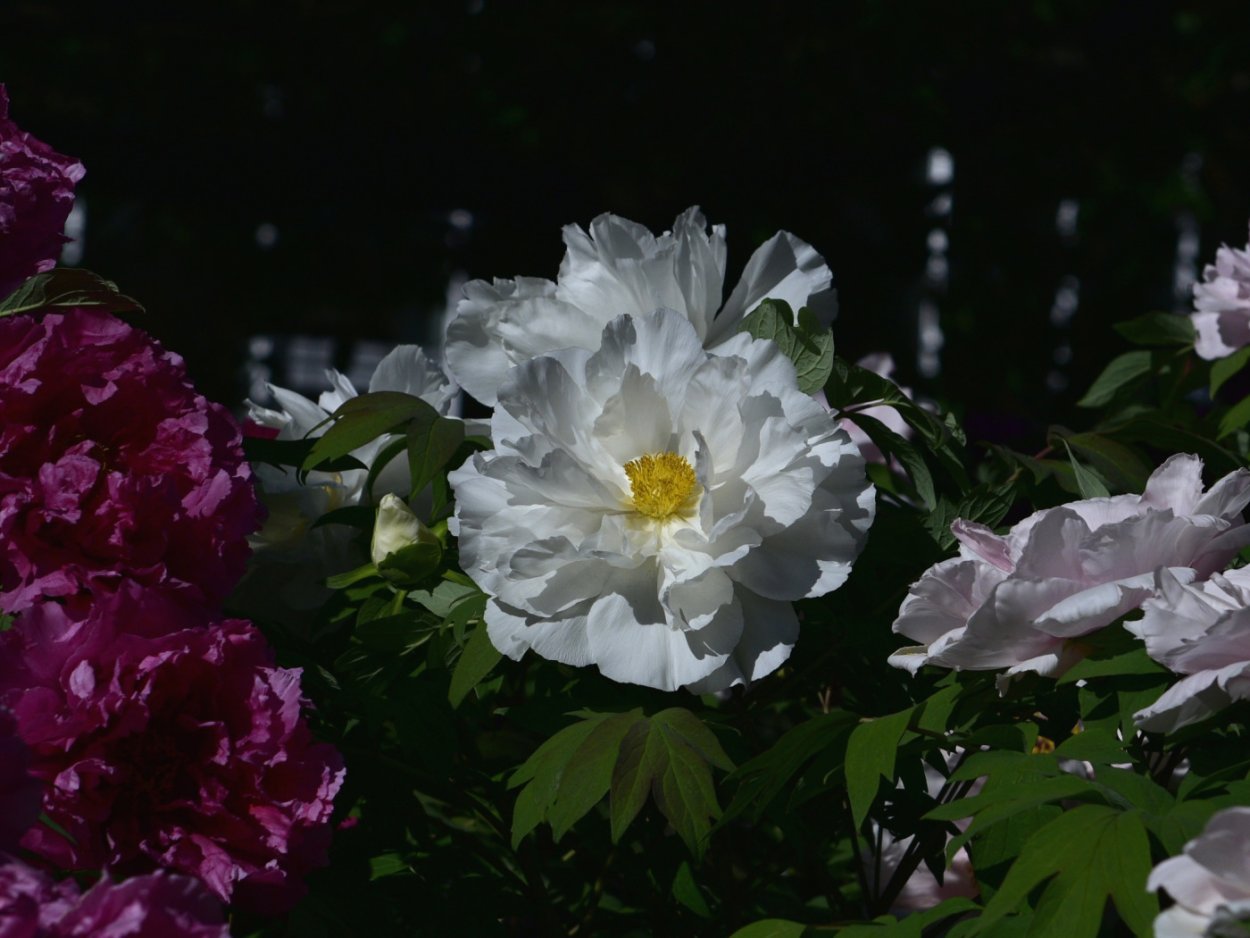 Пион древовидный фиолетовый дракон