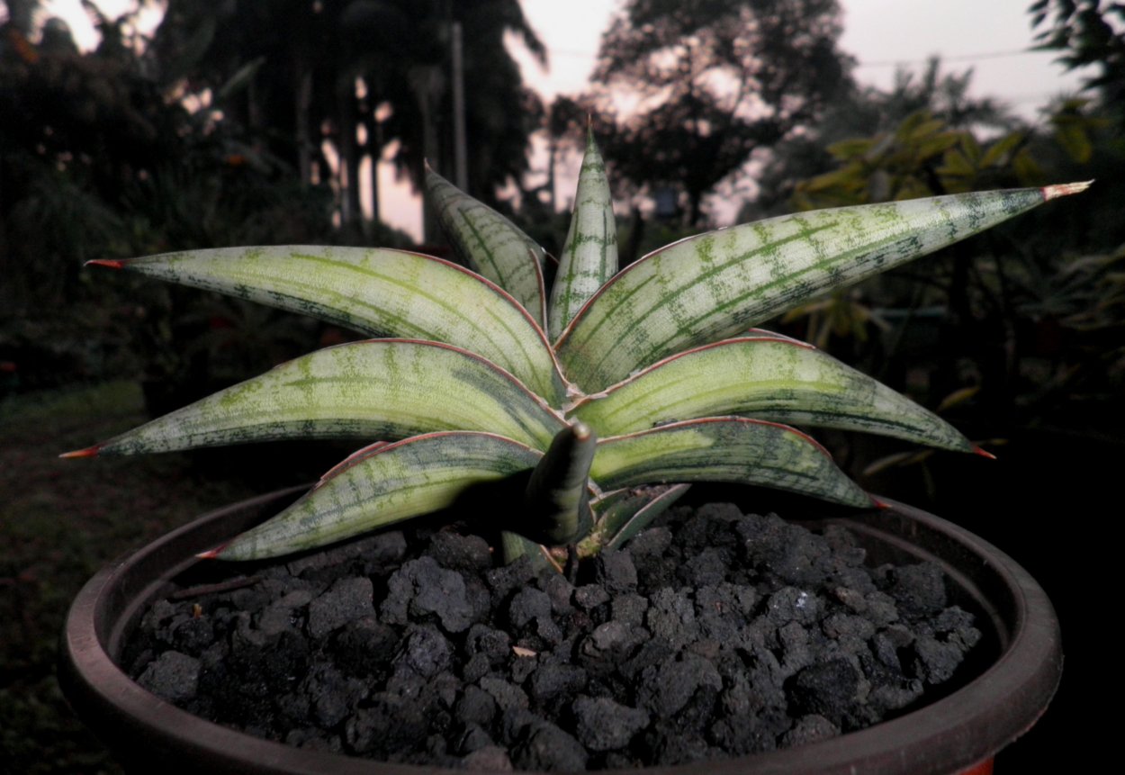 Сансевиерия Бонселенсис