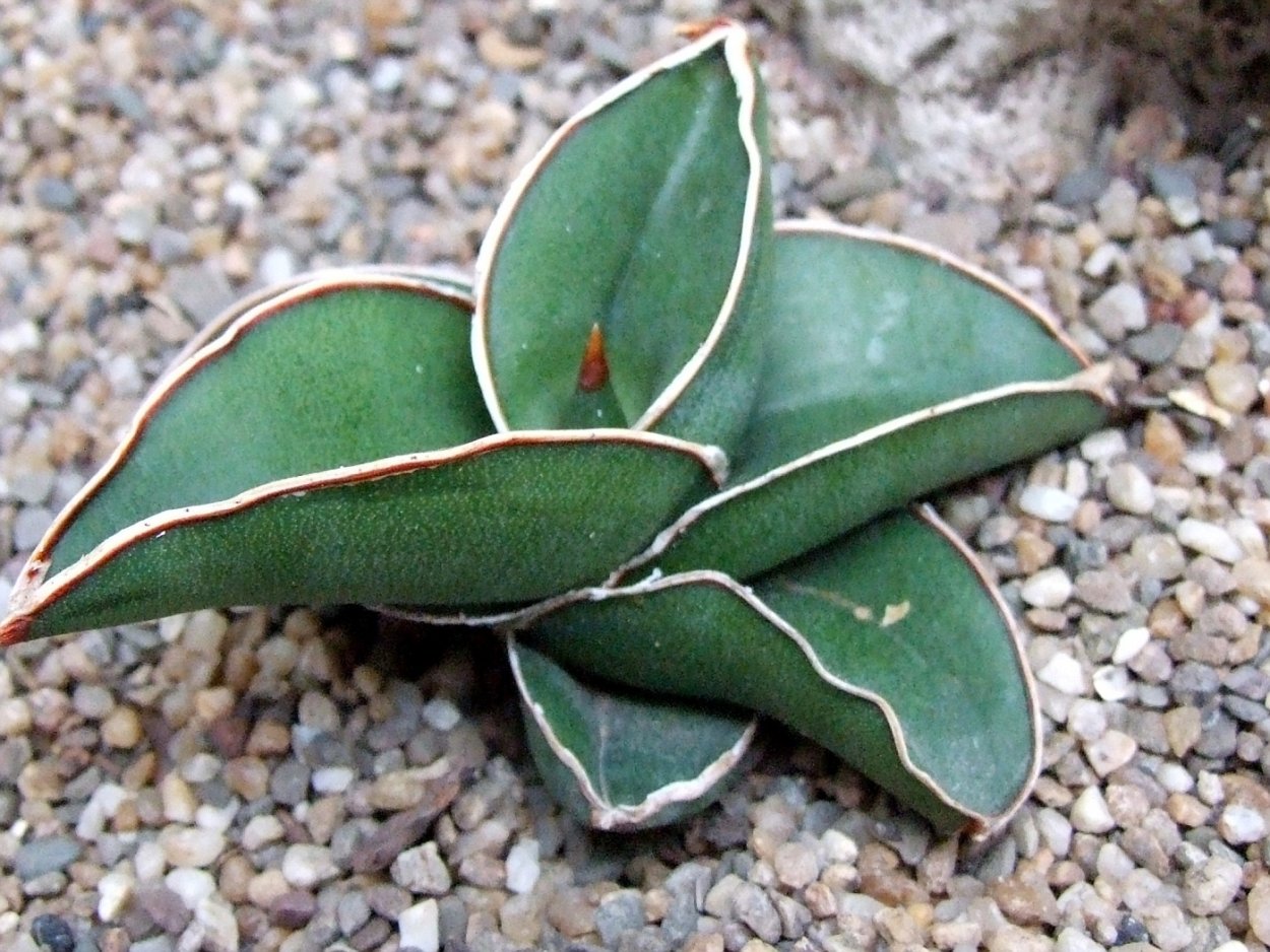 Сансевиерия Самурай