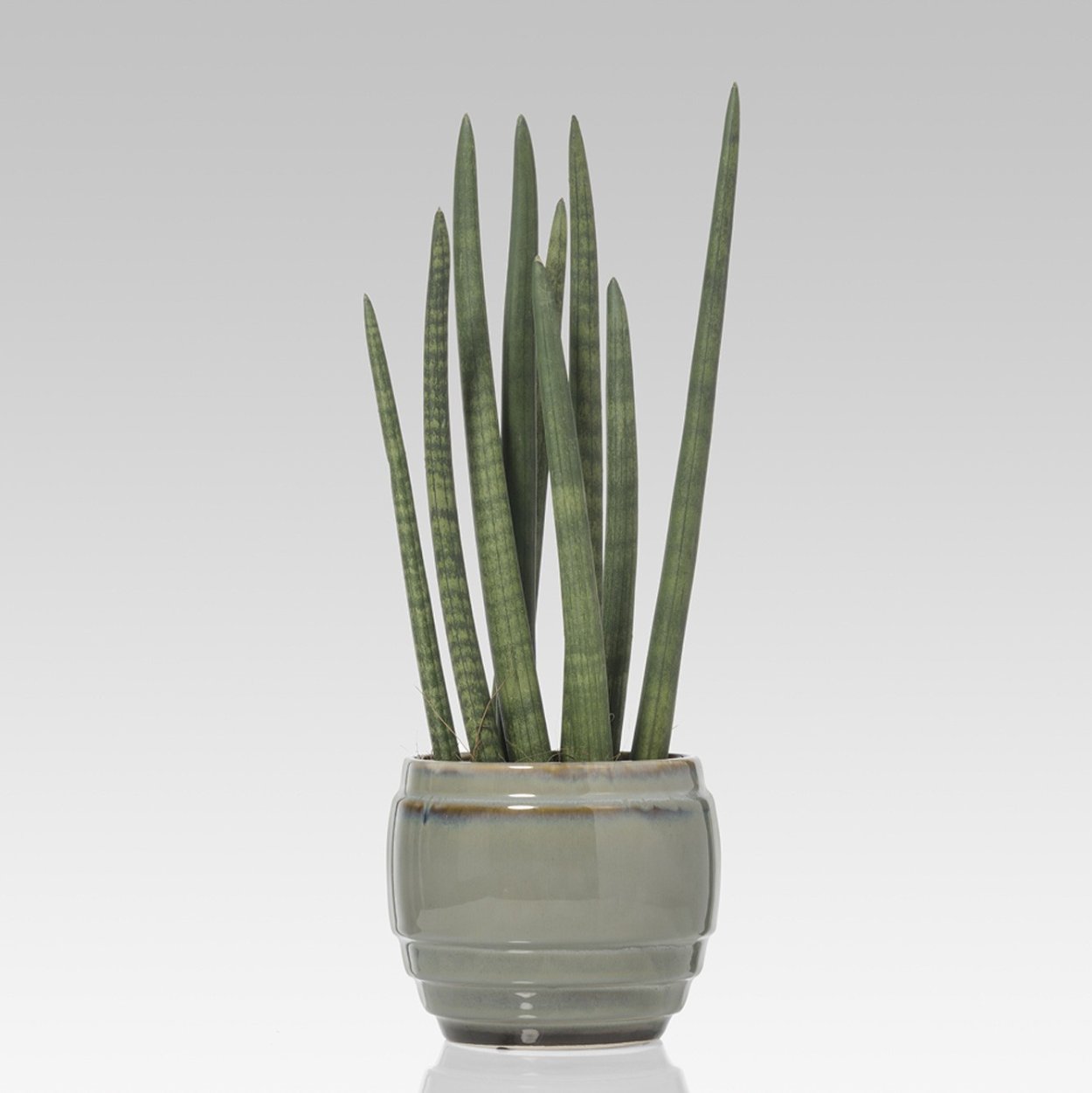 Сансевиерия цилиндрика Спайк