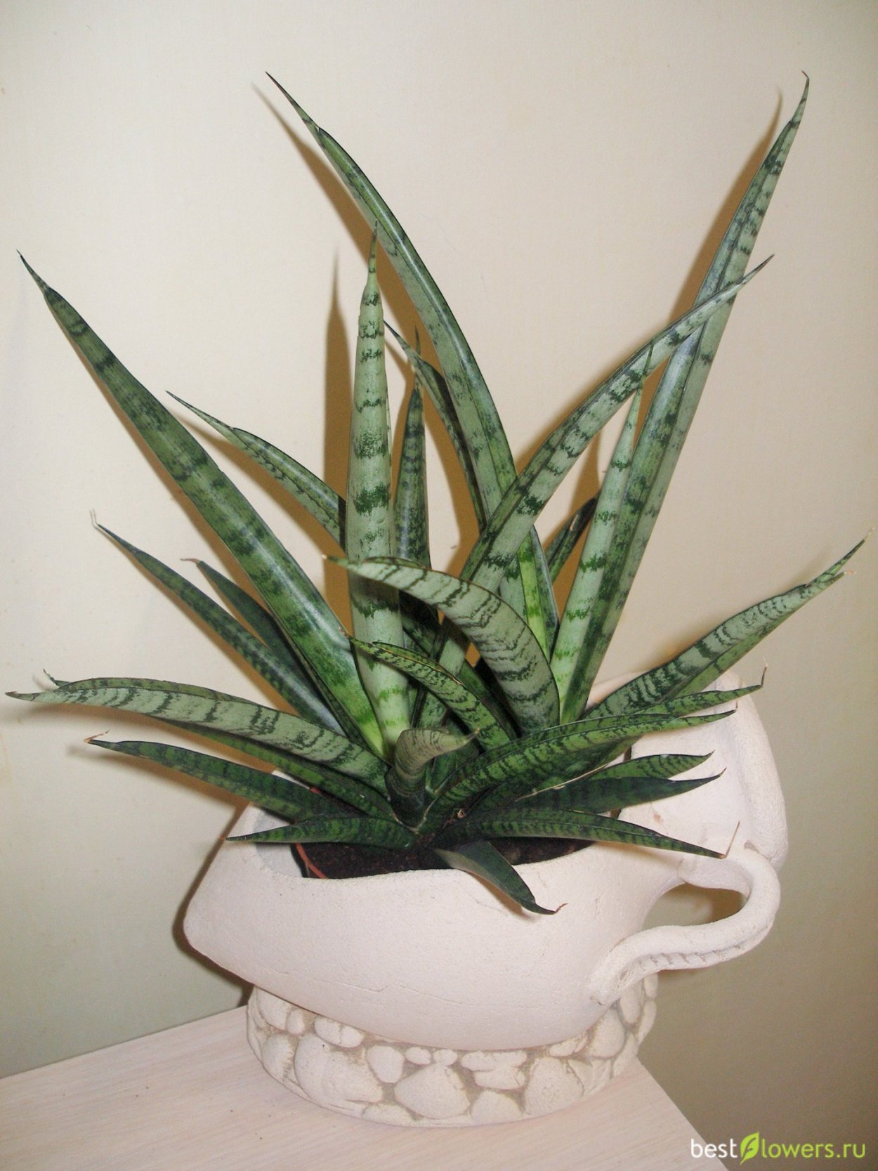 Сансевиерия Sansiam Moto