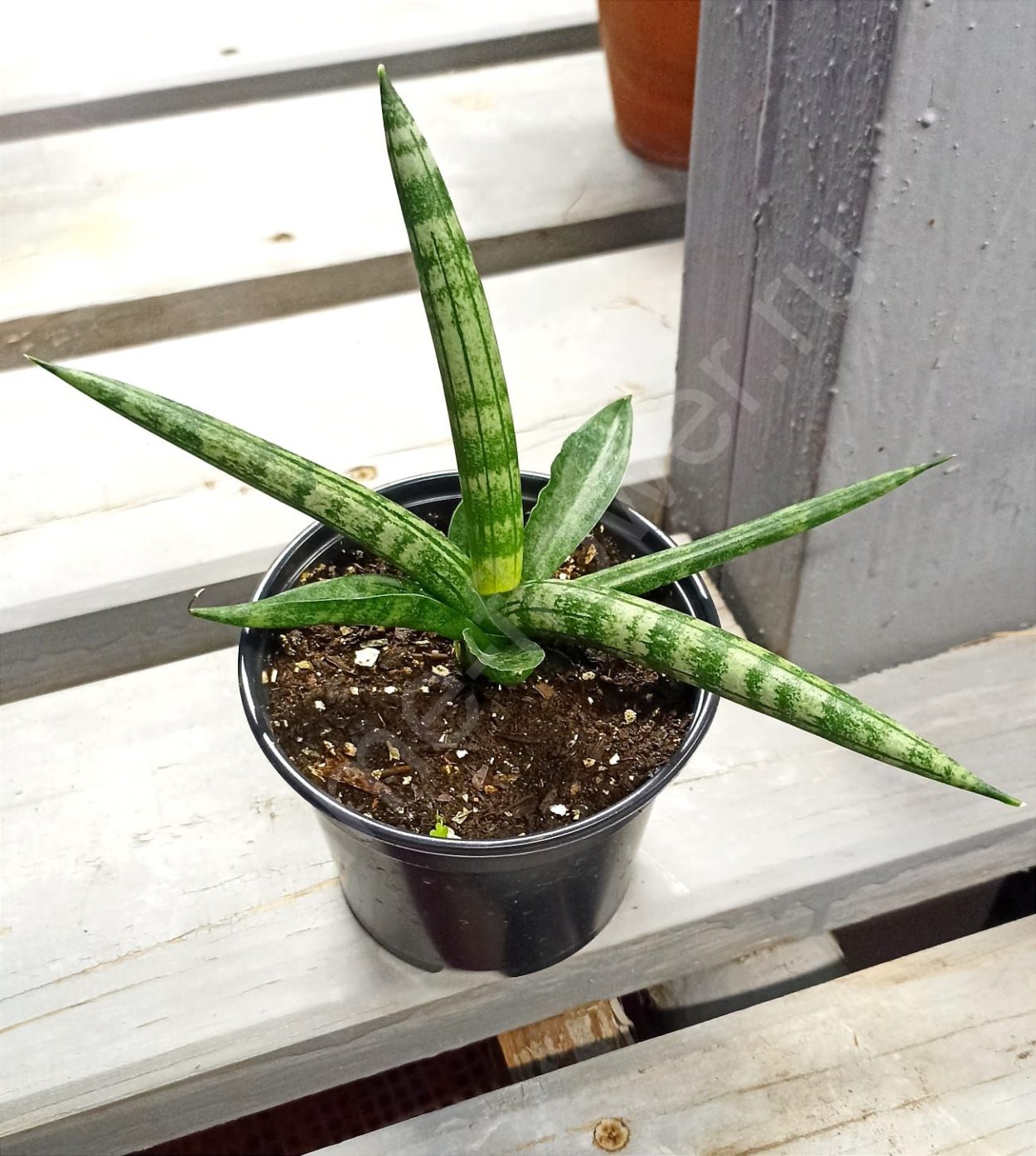 Сансевиерия цилиндрическая Бонселенсис