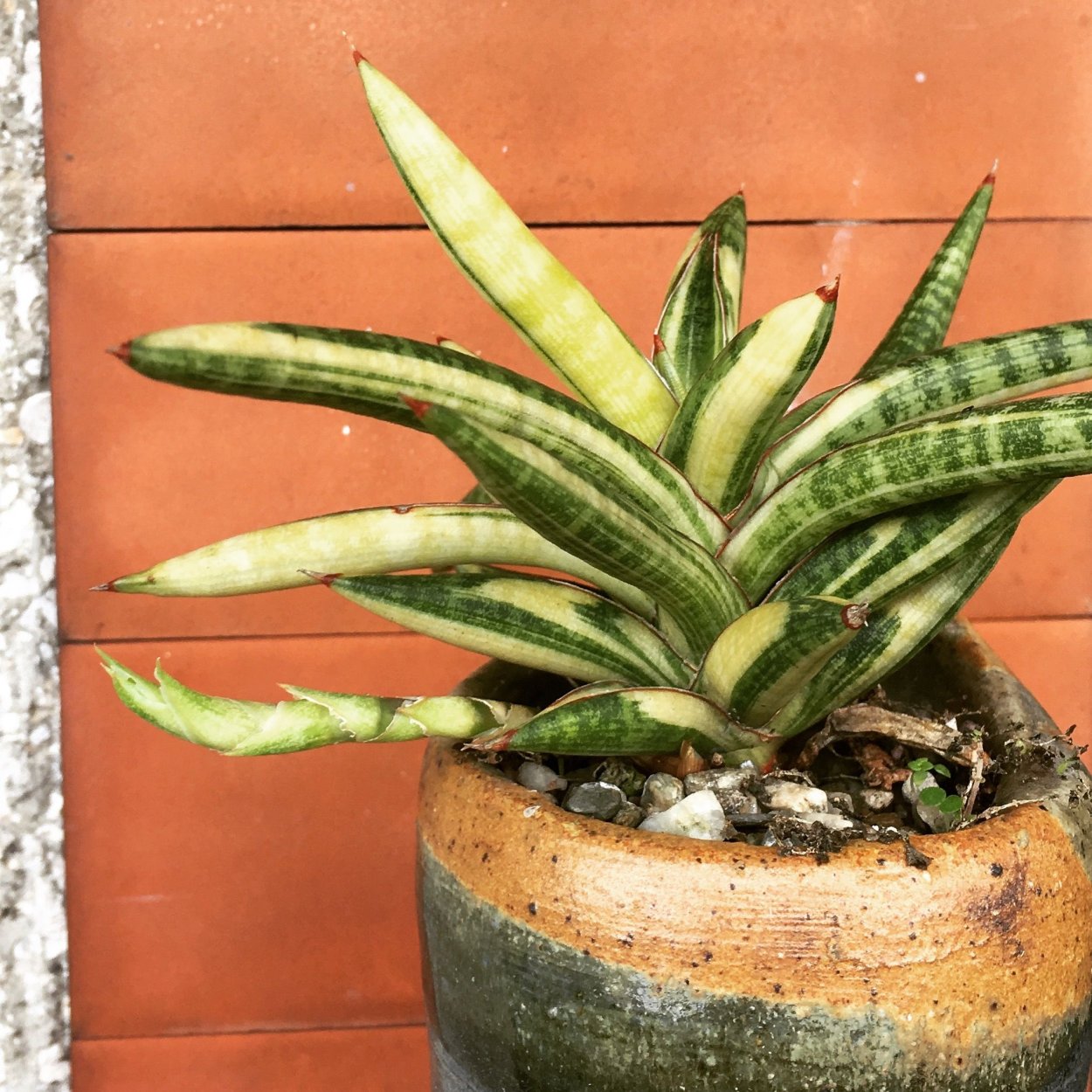 Суккулент Сансевиерия