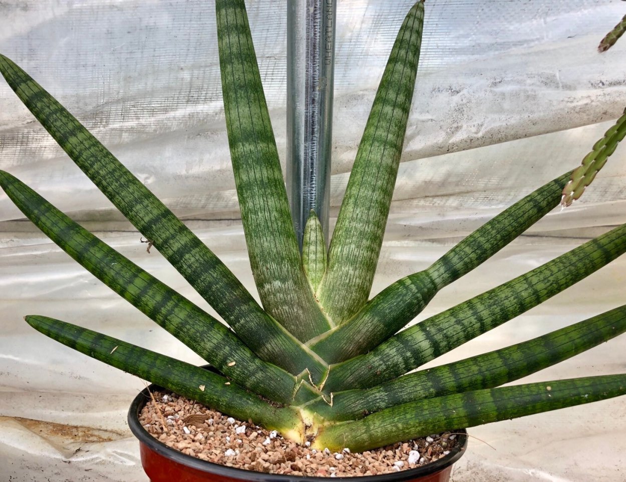 Sansevieria cylindrica Старфиш