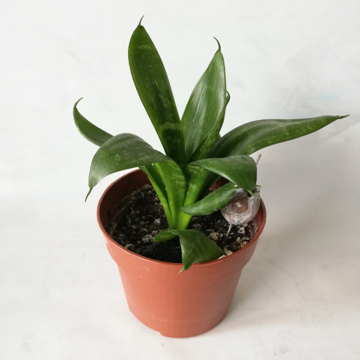 Сансевиерия Бонсель