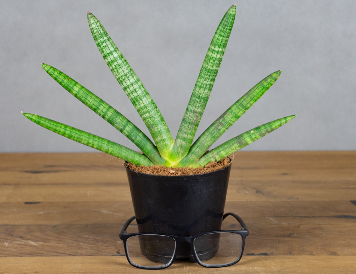 Сансевиерия Скайлайн