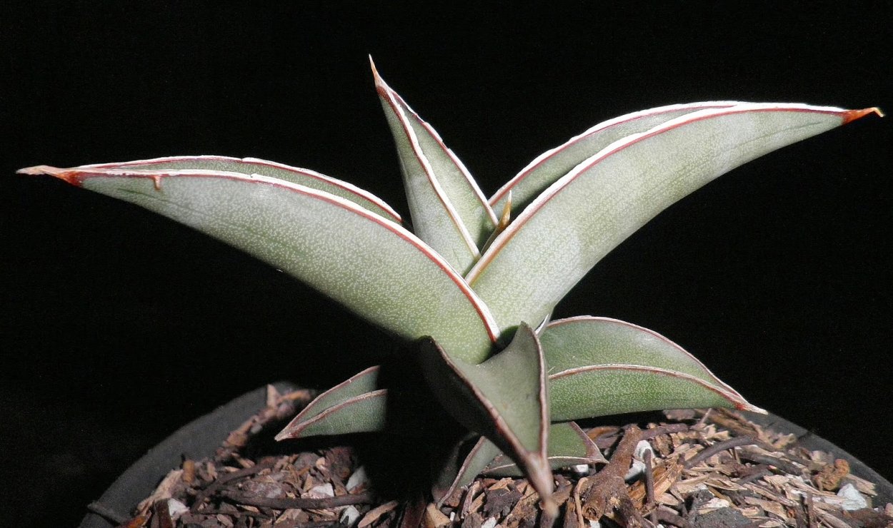 Сансевиерия Inti