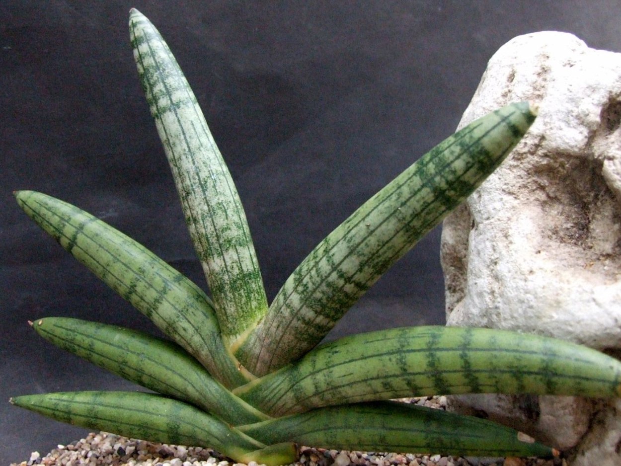 Sansevieria cylindrica 'Boncel'