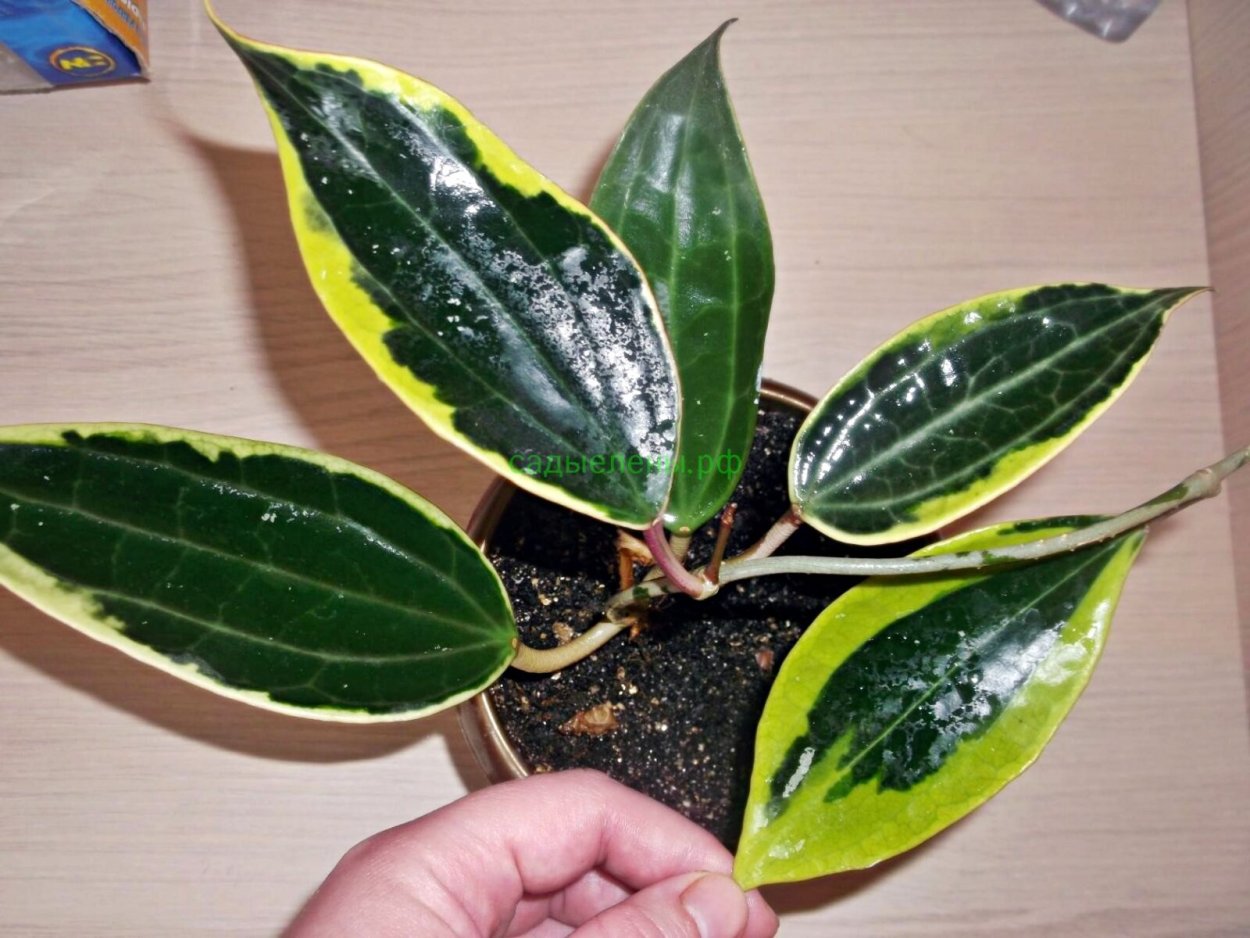 Хойя макрофилла Вариегата