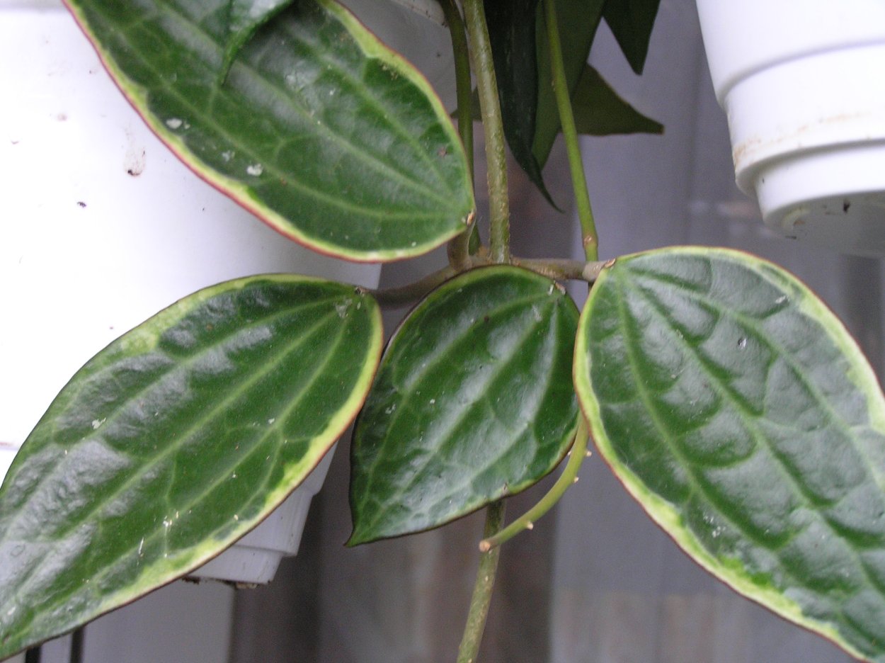 Хойя макрофилла Сплеш