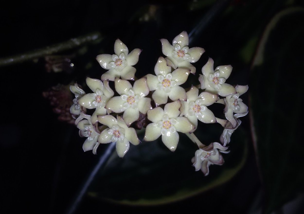 Хойя verticillata albomarginata