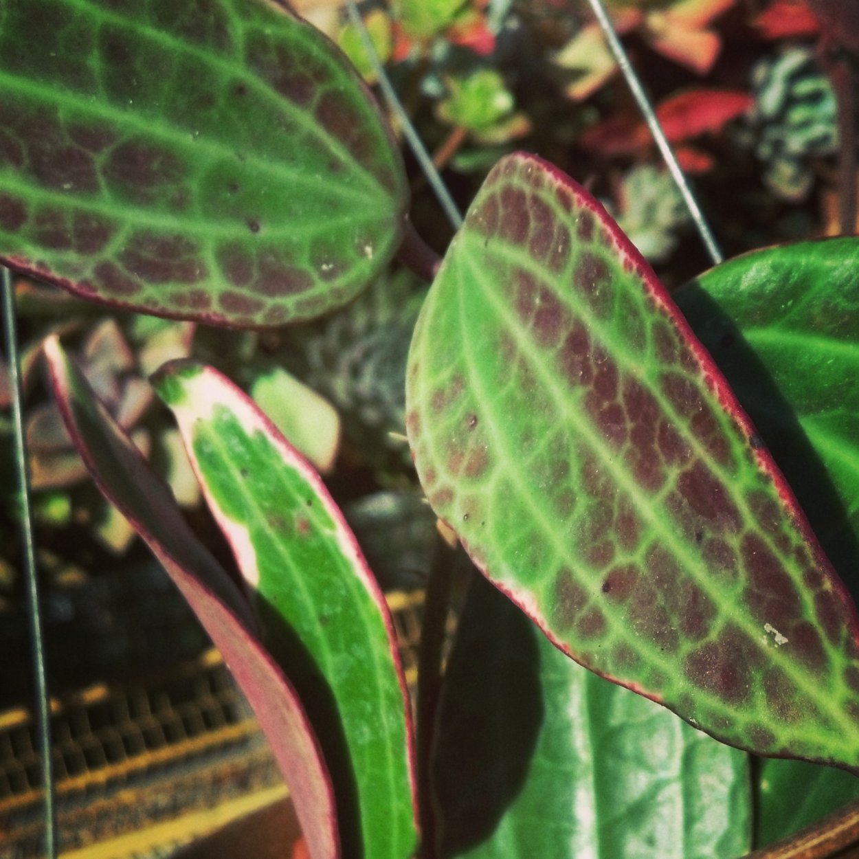 Хойя макрофилла Сплеш