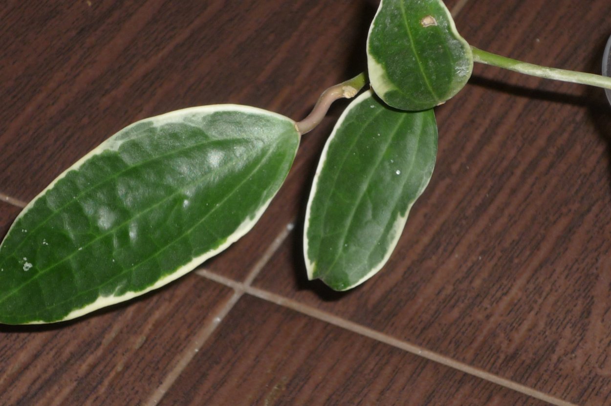 Хойя Альбомаргината