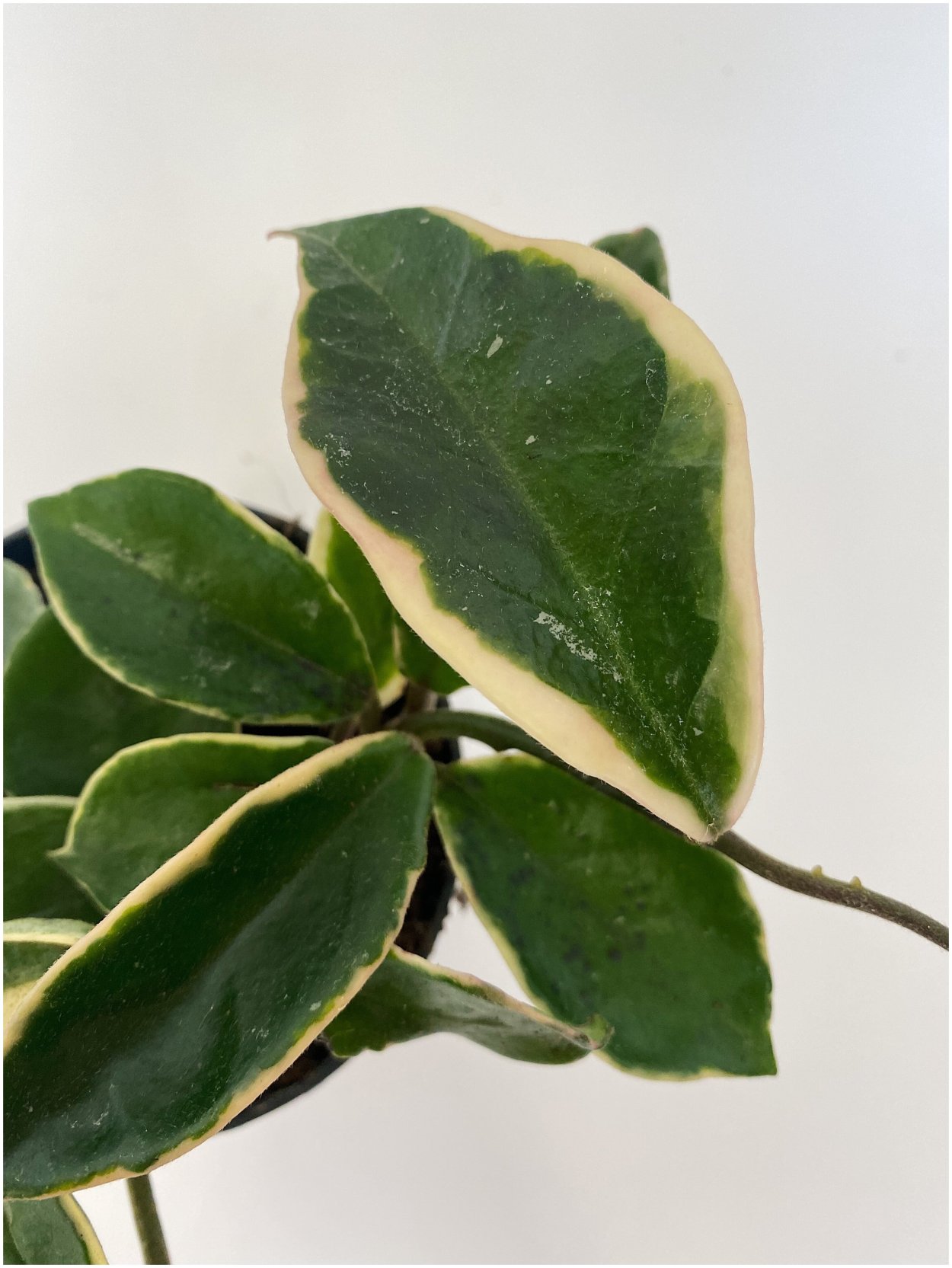 Хойя Карноза Альбомаргината