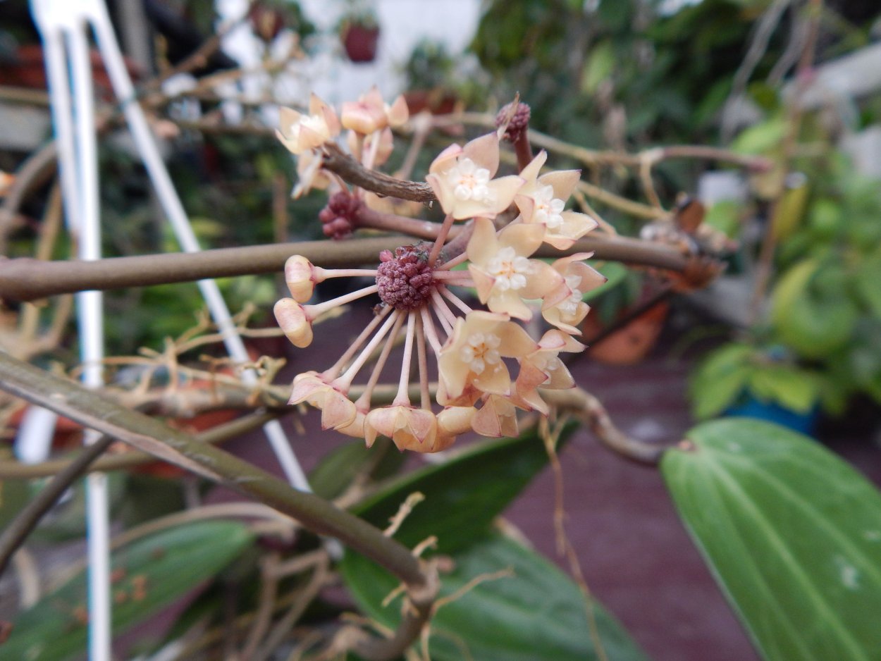 Hoya macrophylla