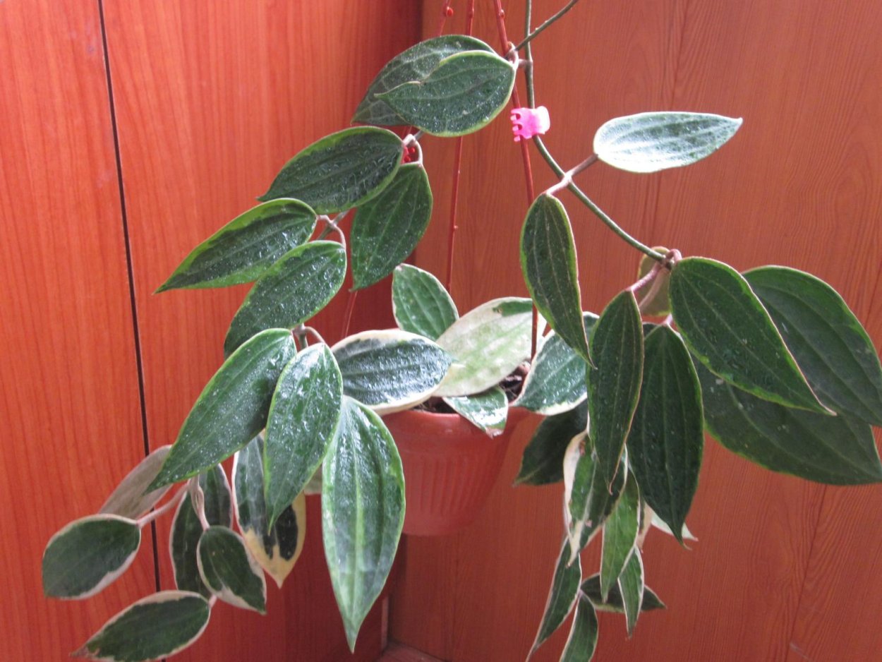 Хойя macrophylla albomarginata