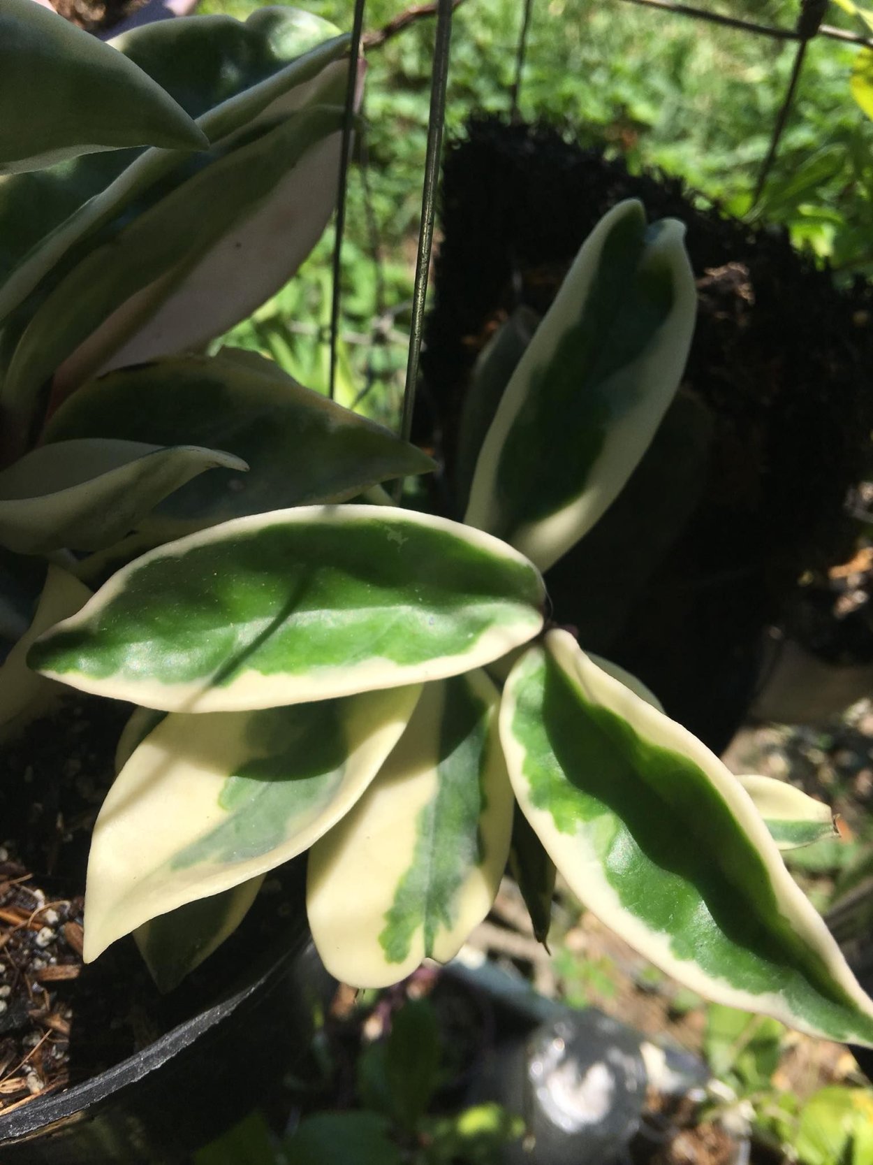 Хойя Альбомаргината