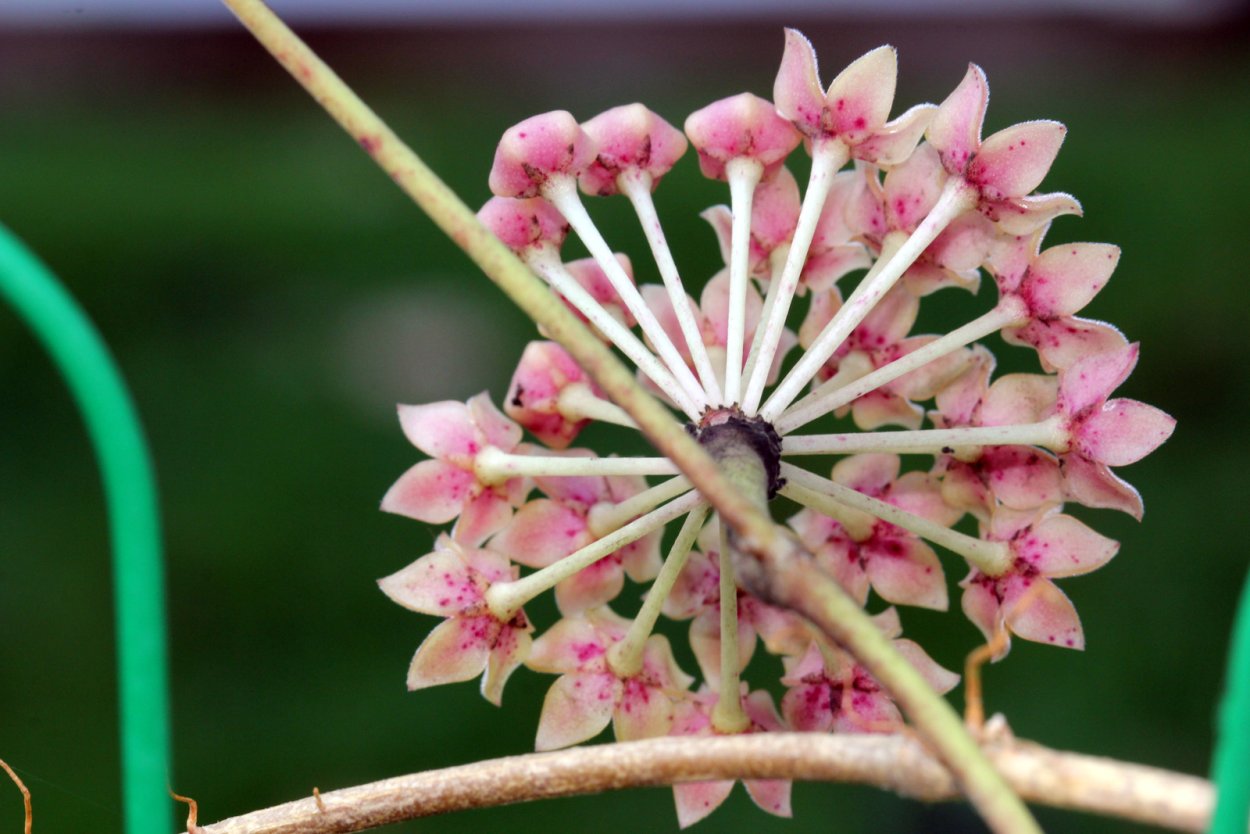 Hoya hanhiae