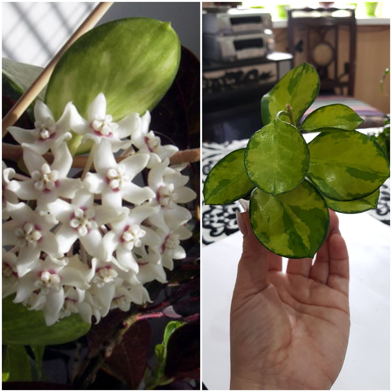 Хойя мультифлора Альбомаргината