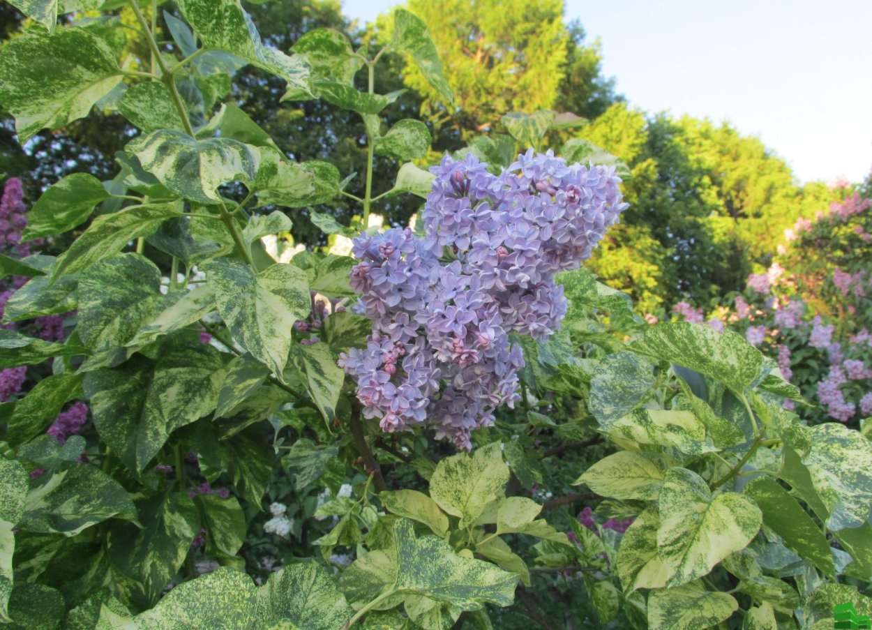 Сирень обыкновенная Аукубифолия