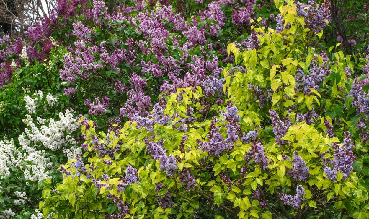 Сирень Аукубафолия