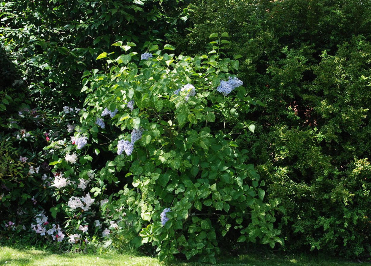 Сирень Аукубафолия куст целиком