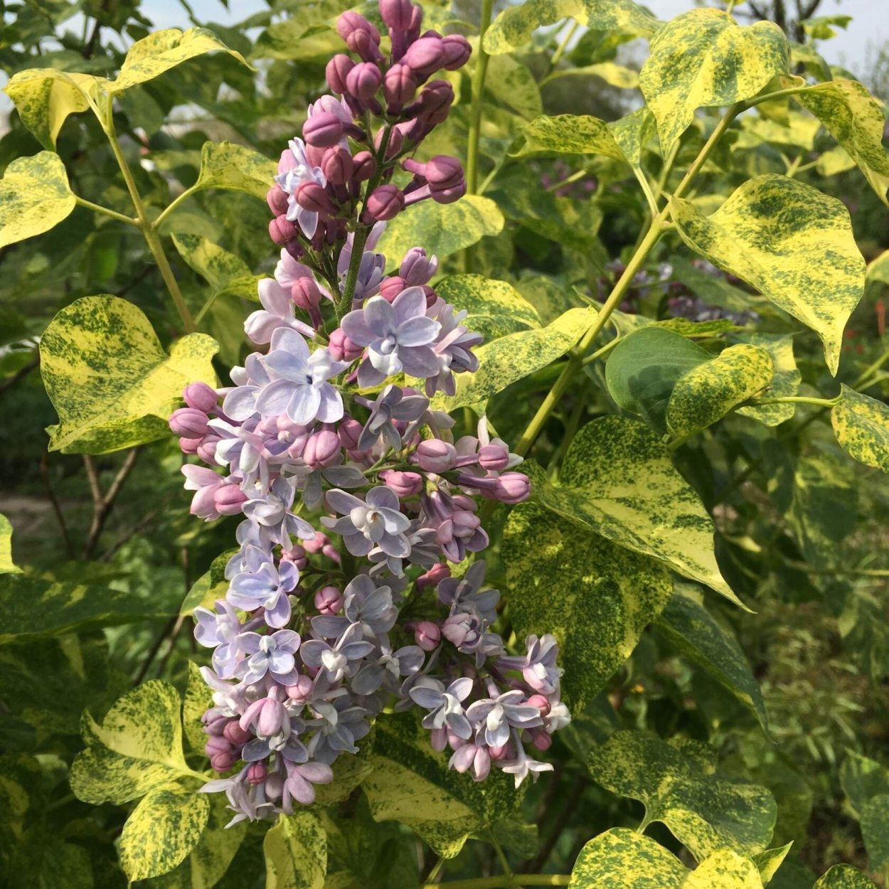Сирень vulgaris Aucubaefolia