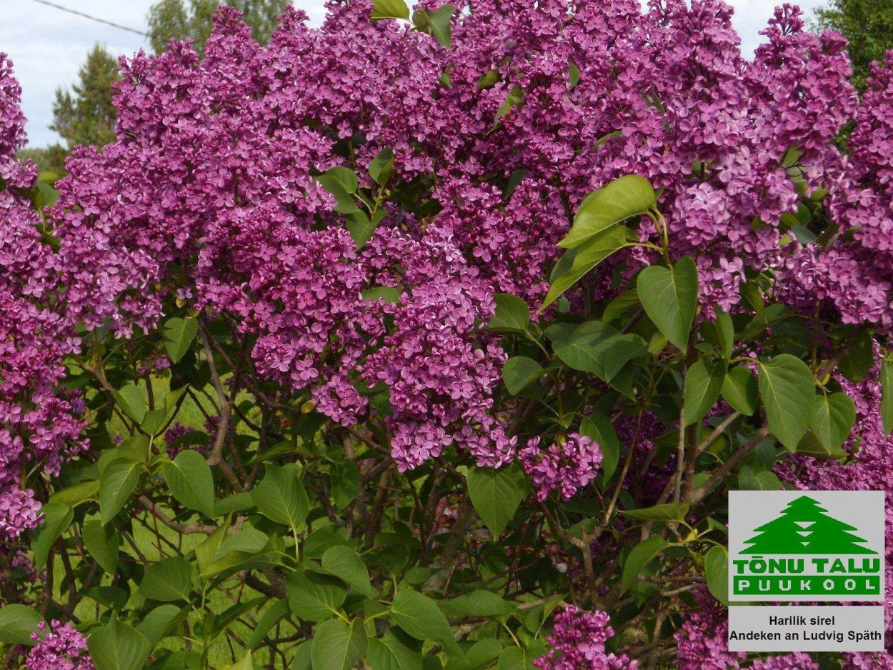 Сирень штамбовая Аукубофолия