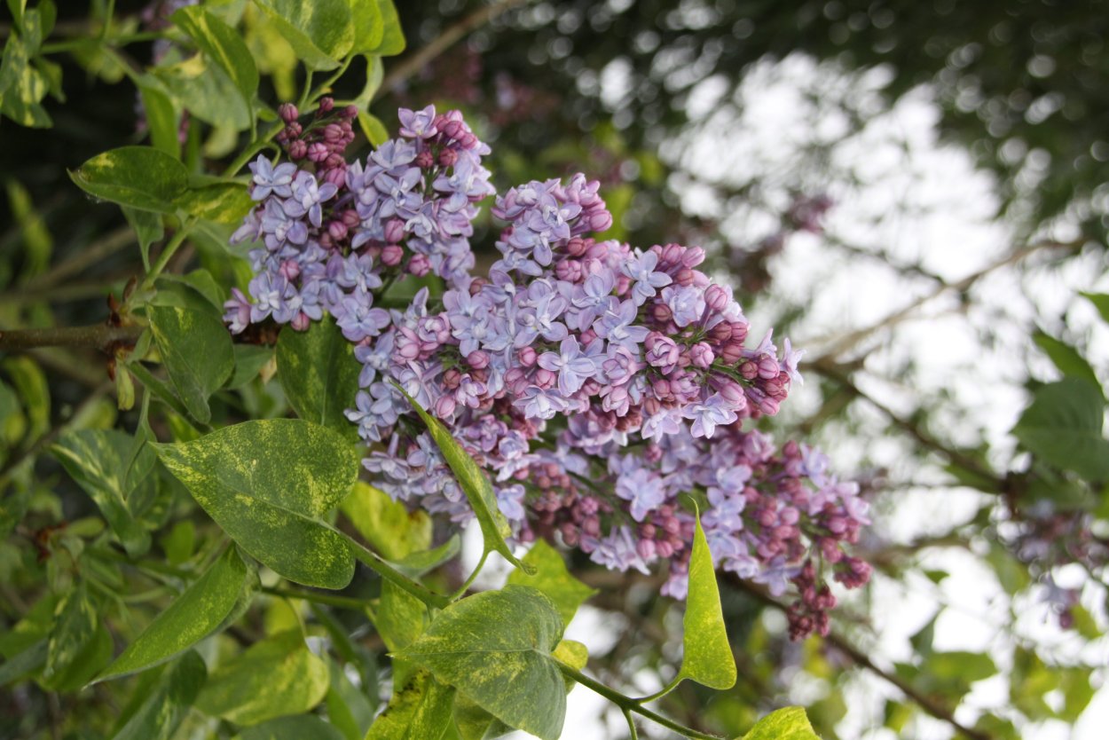 Сирень Аукубафолия