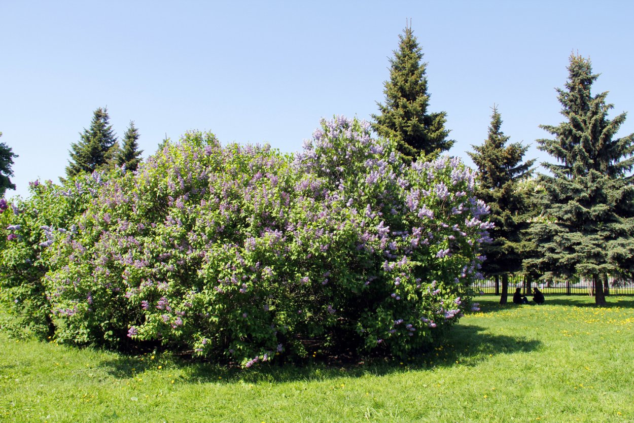 Парк сирени в Москве метро Щелковская показать