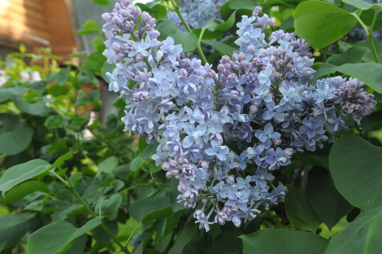 Сирень обыкновенная 'Firmament'