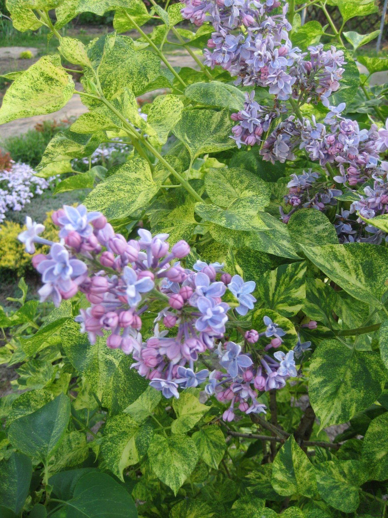 Сирень Аукубафолия (Aucubaefolia)