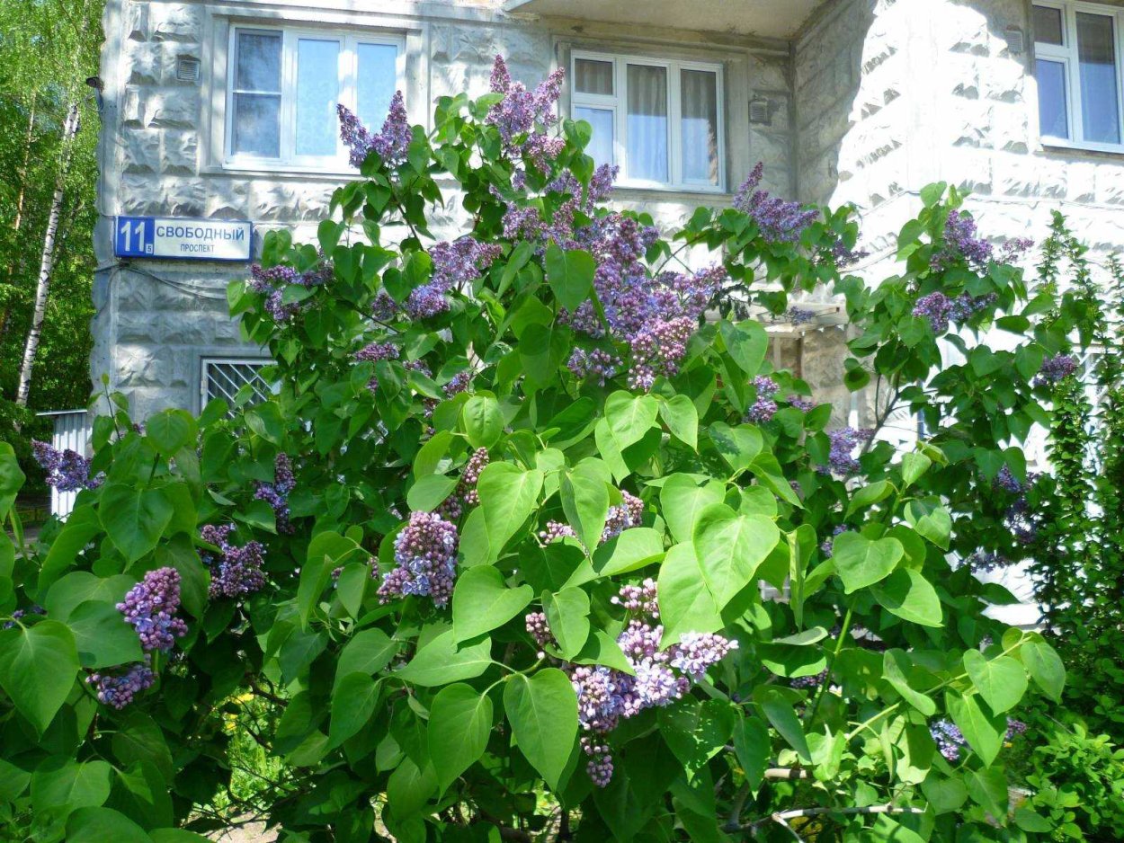 Сирень Аукубафолия