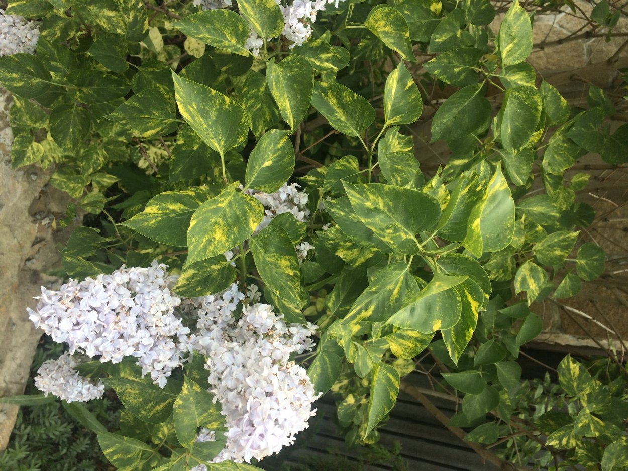 Сирень обыкновенная пестролистная