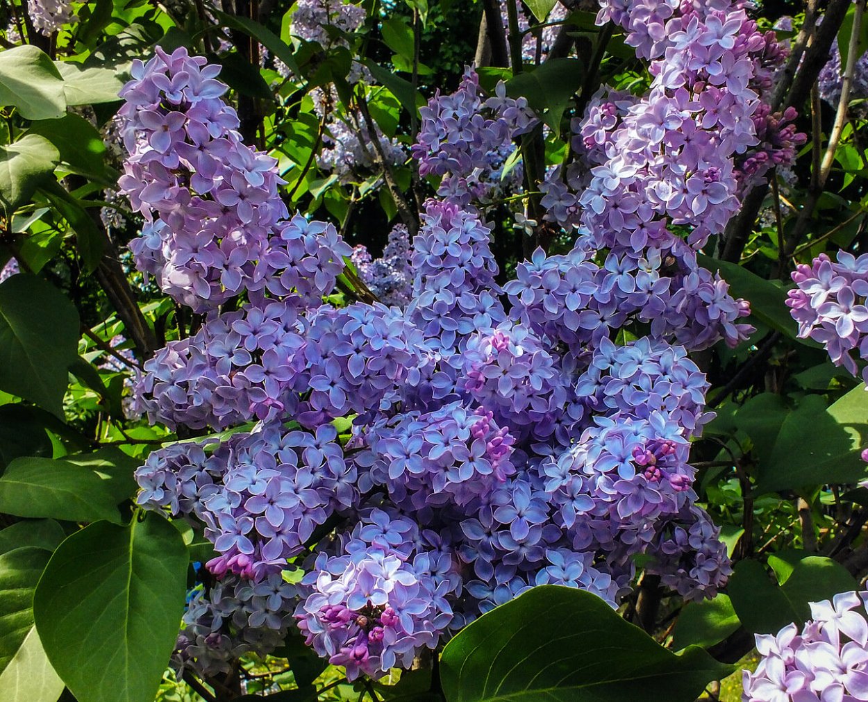 Сирень Аукубафолия