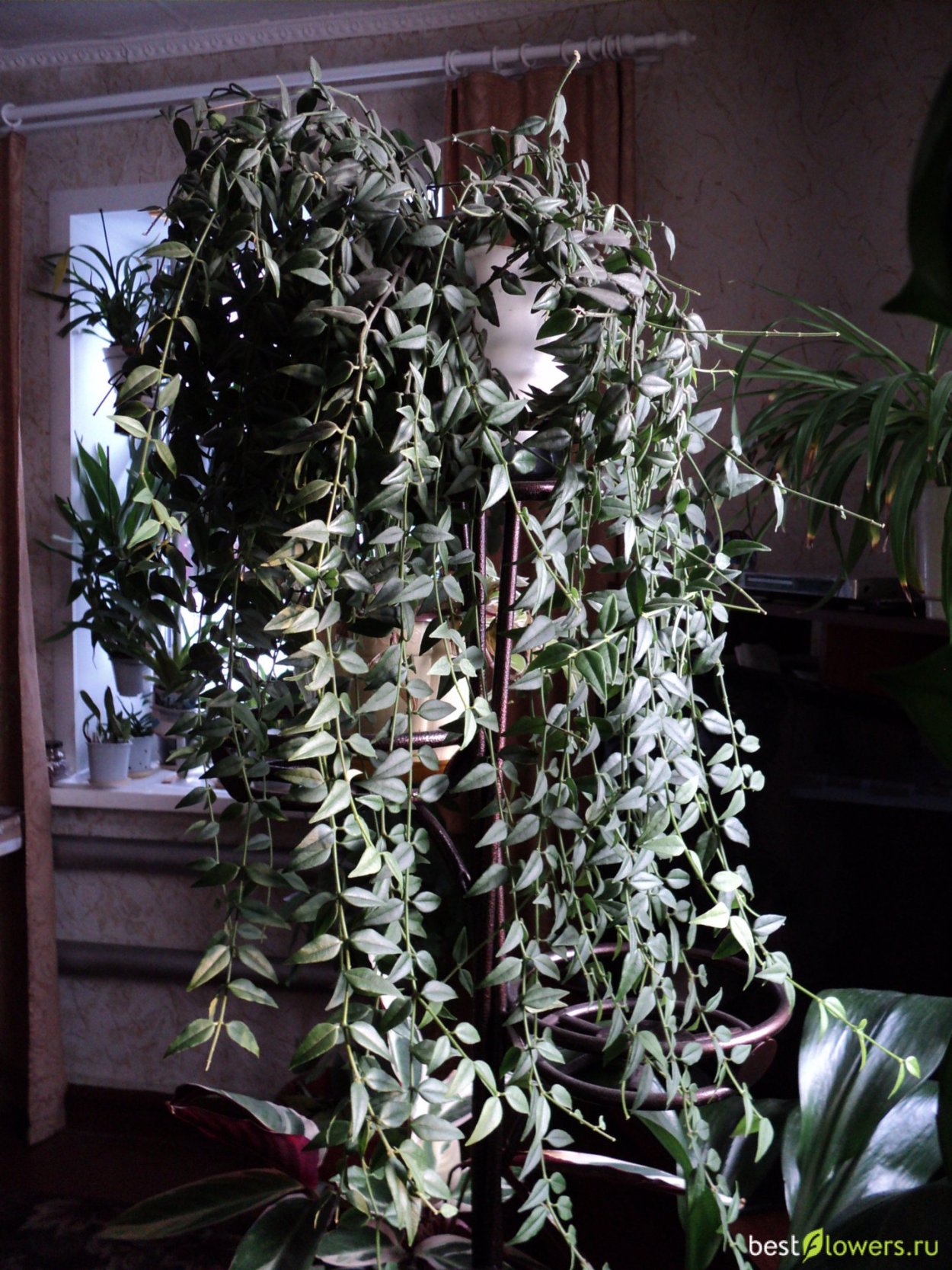 Хойя Белла мелколистная