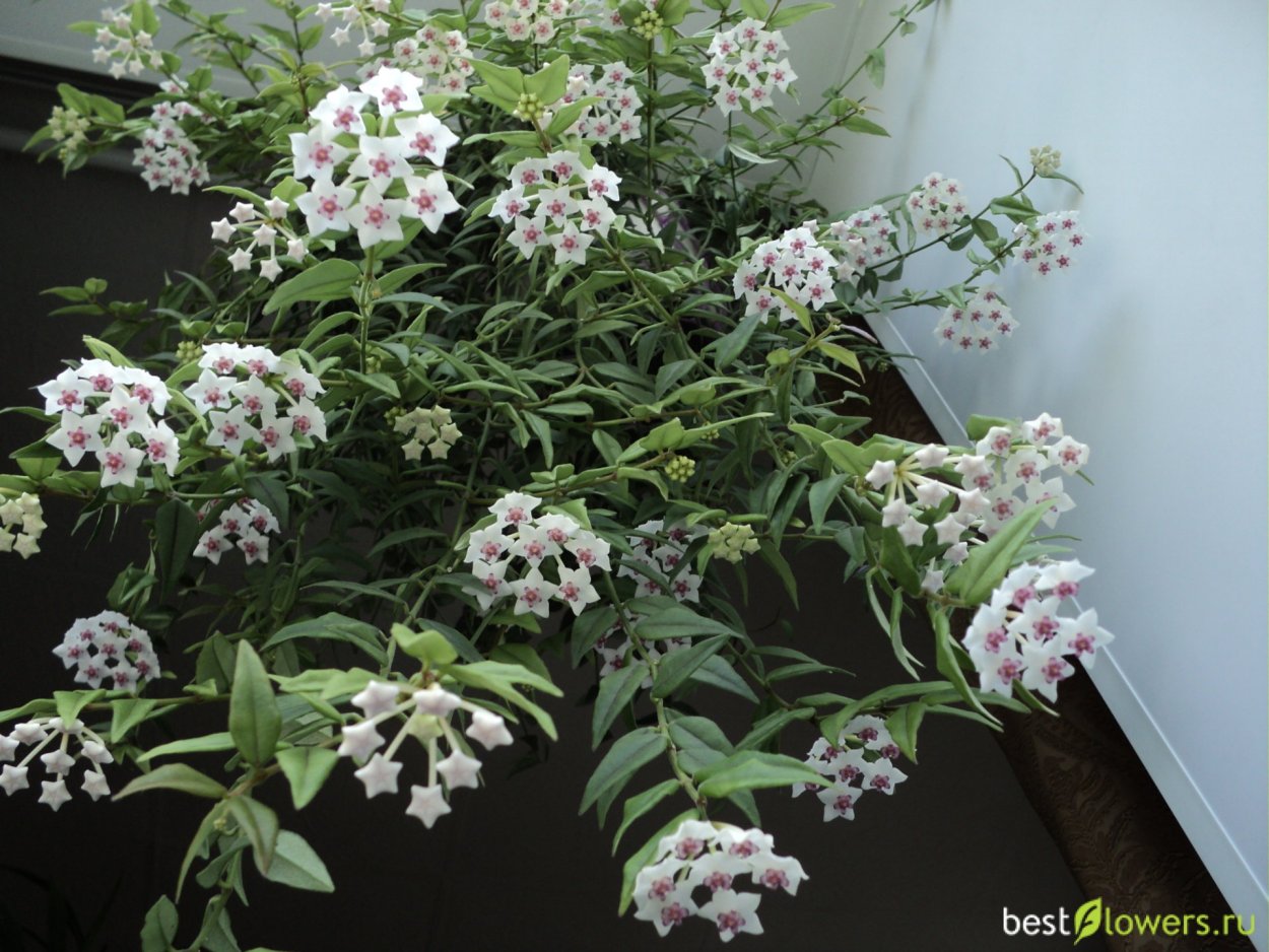 Хойя Белла Вариегата цветение