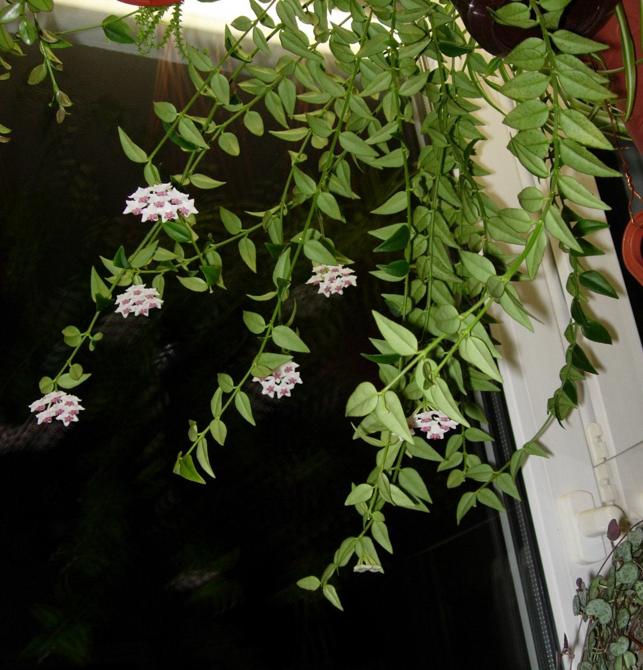 Хойя Белла (Bella)