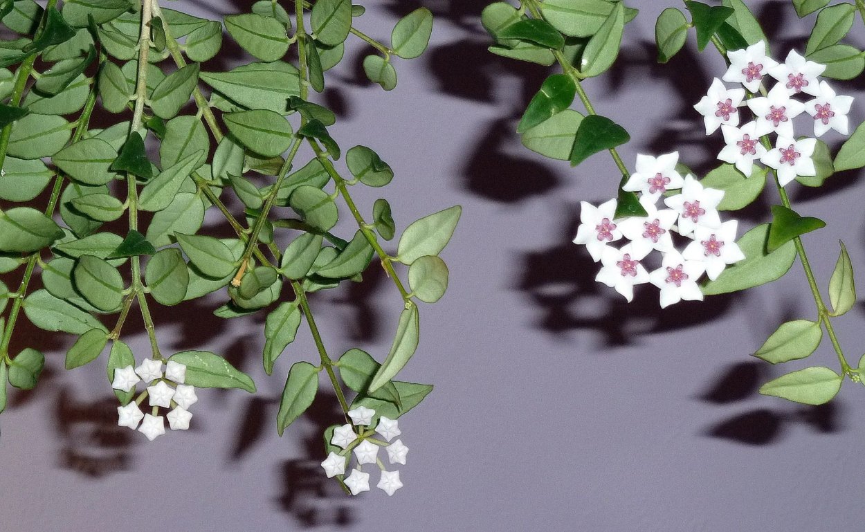 Цветок Хойя Белла